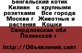 Бенгальский котик Килиан , с крупными розетками - Все города, Москва г. Животные и растения » Кошки   . Свердловская обл.,Полевской г.